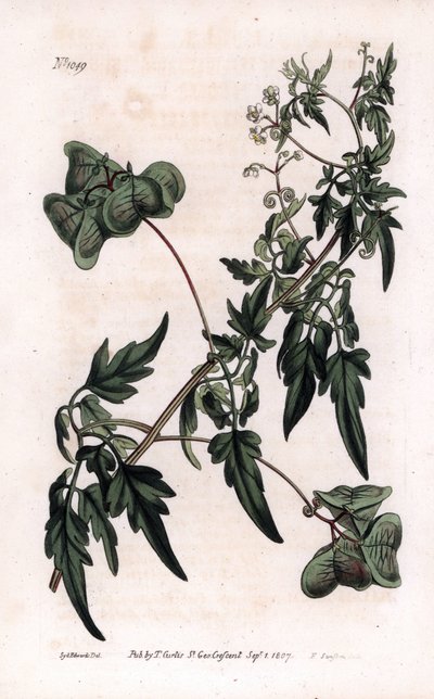 Botanik: kardiyosperm veya kalp bezelye. Pürüzsüz kalp tohumu veya balon bitkisi, Cardiospermum halicacabum. William Curtis