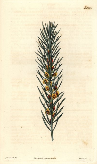 Avustralya