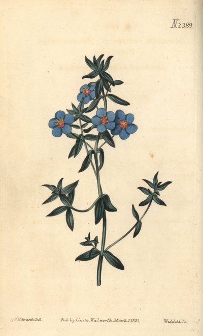 Geniş yapraklı pezevenk, Anagallis latifolia. William Curtis