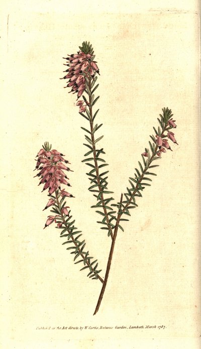 Bruyere carnee, Bruyere et rengi, kar Bruyere veya Alplerin Bruyere - Otsu funda, Erica herbacea. William Curtis