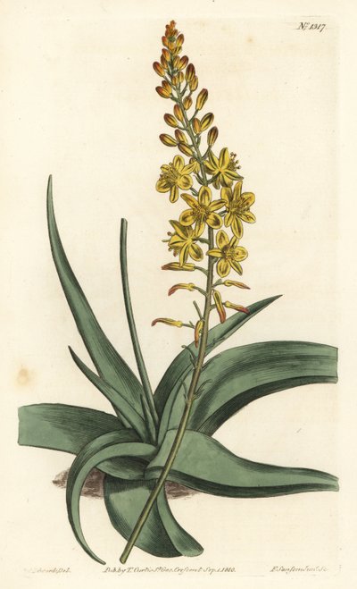 Bulbine variete - Bulbine alooides (Aloe yapraklı anthericum, Anthericum alooides). William Curtis