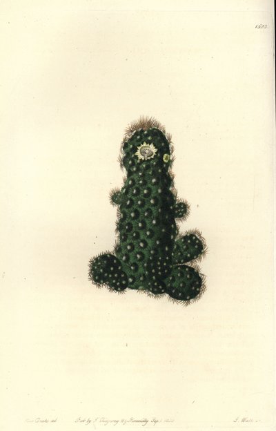 Kaktüs tenuis (Konik mammillaria, Mammillaria tenuis). Sydenham Edwards
