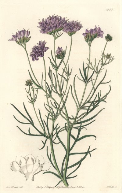 California Gilia - Botanical Register