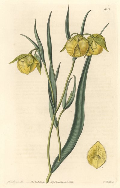Calochorte (mariposa) veya sarı çiçekli cyclobothre, Kaliforniya