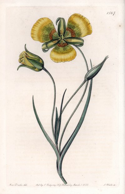 Calochortus