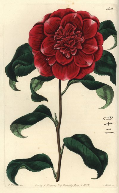 Japonya