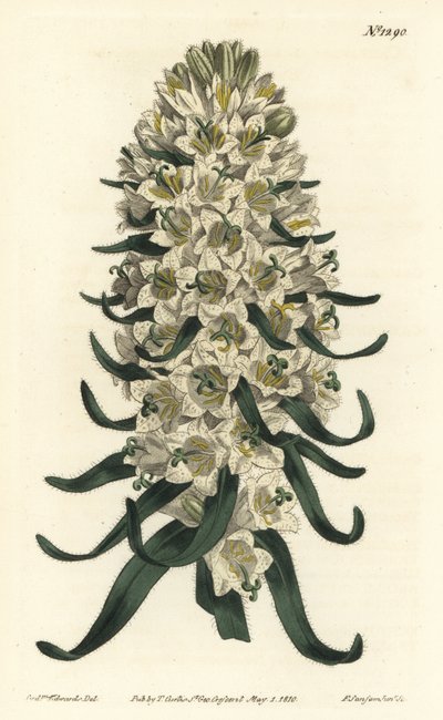 Campanula