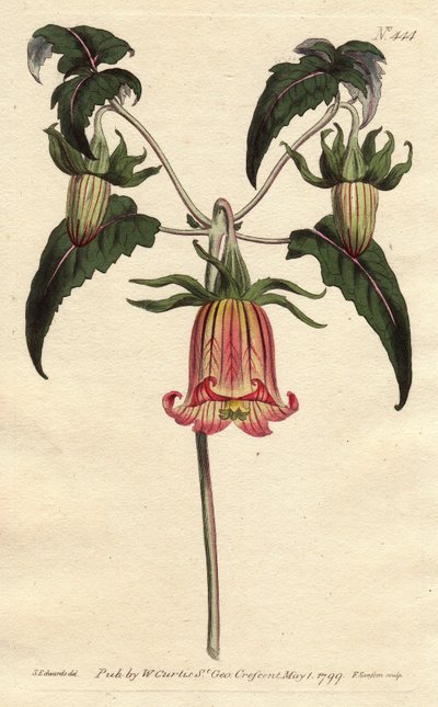 Kanarya çan kulesi, düşen bir çan şeklinde çiçek, pembe damarlı sarı, Kanarya Adaları kökenli. Pembe damarlı sarı çiçekler sarkık Kanarya çan çiçeği. Kanarya Adaları yerlisi. Canarina çan çiçeği. El yapımı bakır levha oyma by Sydenham Teast Edwards