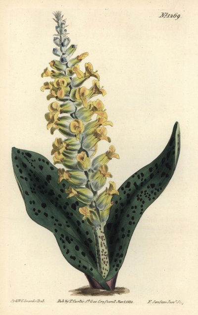 Cape Hyacinth (sahte orkide) - Benekli yapraklı orkide benzeri lachenalia, Lachenalia orchioides. William Curtis