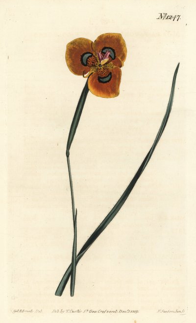 Cape Tulip - Turuncu renkli moraea, Moraea tulbaghensis (Moraea pavonia). William Curtis