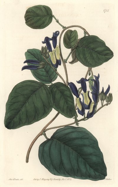 Caulinie noiratre, Avustralya