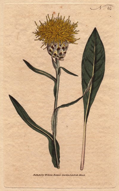 Centauree