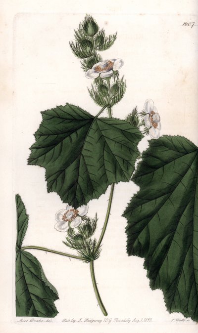 Kestane asması - S.Watts tarafından oyulmuş plaka, Sarah Anne Drake (1803-1857), Sydenham Edwards Botanik Kaydı