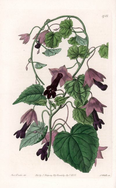 Çin Şapkası - S.Watts tarafından oyulmuş plaka, Sarah Anne Drake (1803-1857), Sydenham Edwards Botanik Kaydı