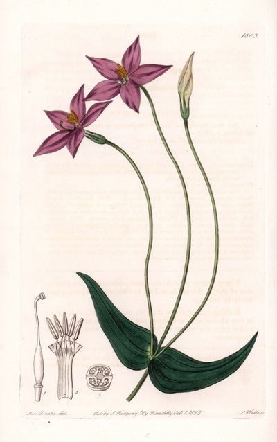 Chironia Variete - S.Watts tarafından oyulmuş plaka, Sarah Anne Drake (1803-1857), Sydenham Edwards Botanik Kaydı