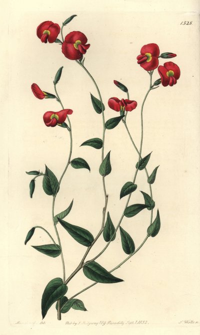 Chorizema ovatum (Ovate chorozema, Chorozema ovatum). Sydenham Edwards