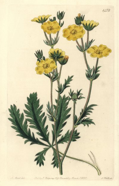 Cinquefoil elbise - Pürüzlü yapraklı beşgen, Potentilla laciniosa. Sydenham Edwards