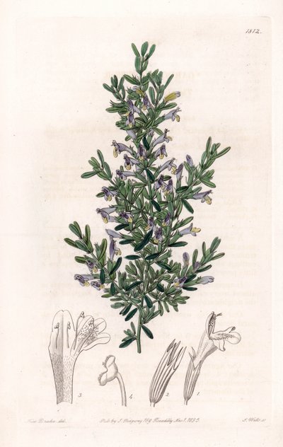 Clinopodium Variete - S.Watts tarafından oyulmuş plaka, Sarah Anne Drake (1803-1857), Sydenham Edwards Botanik Kaydı