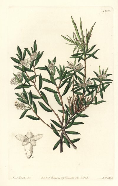 Sahil sakalı veya küçük çiçekli beyaz sakal, Leucopogon parviflorus. Sydenham Edwards