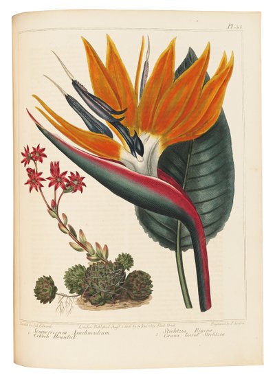 Örümcek Ağı Evileek ve Canna Yapraklı Strelitzia, 1806 by Sydenham Teast Edwards