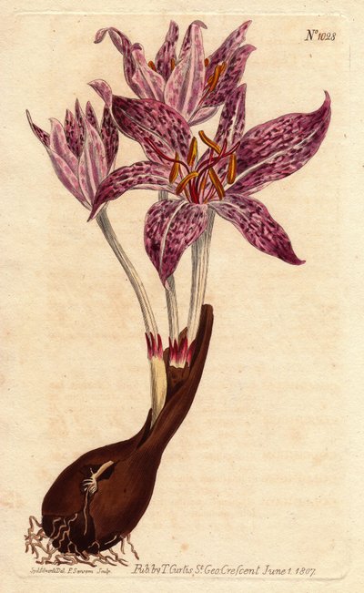 Ampul ve benekli birkaç mor çiçek ile Colchique safran des pres. Ampul ve çok sayıda mor benekli çiçeklerle damalı çiçekli çayır safranı. Colchicum variegatum. Sydenham Edw