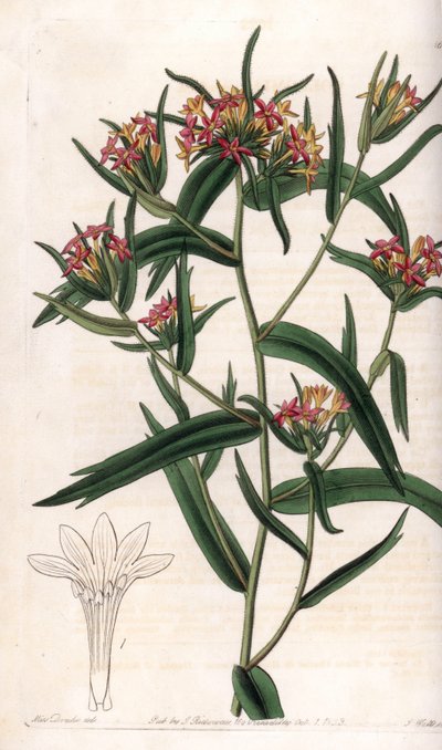 Collomia neon - S.Watts tarafından oyulmuş plaka, Sarah Anne Drake (1803-1857), Sydenham Edwards Botanik Kaydı