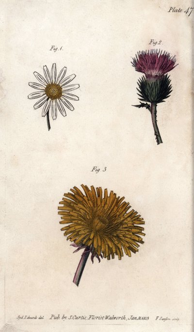 Kompozit çiçekler: hazır paket, eşek devedikeni (veya sahte acanth onopordum) ve karahindiba. Renkli bakır gravür, Sydenham Edwards (1768-1819) tarafından Botanik Konferansları için illüstrasyon, Lambeth Botanik Bahçesi (İngiltere) by Sydenham Teast Edwards