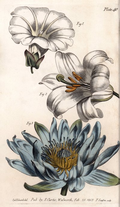 Corolla: tarla kenarı (çiçek tek taç yapraklı), zambak (altı yapraklı) ve zambak (çok yapraklı). Renkli bakır gravür, Sydenham Edwards (1768-1819) tarafından Botanik Konferansları için illüstrasyon, Lambeth Botanik Bahçesi (İngiltere) by Sydenham Teast Edwards