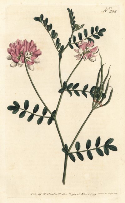 Coronilla bigaree - Mor taç fiğ, Securigera varia (Mor koronilla, Coronilla varia). William Curtis