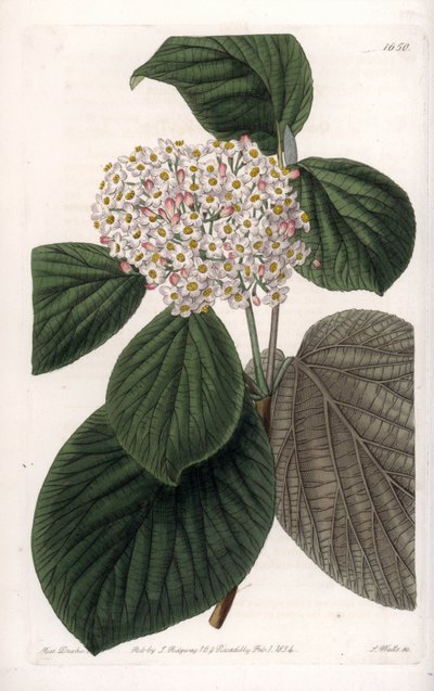 Cotton Viorne - S.Watts tarafından oyulmuş tahta, Sarah Anne Drake (1803-1857), Sydenham Edwards Botanik Kaydı