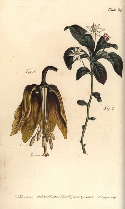 Kraliyet imparatorluk çiçeği, Fritillaria Imperialis, Haustrria by Sydenham Teast Edwards