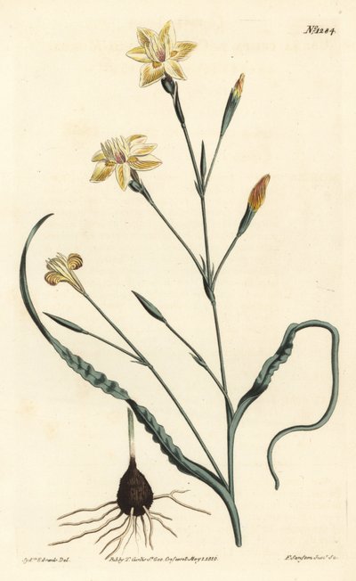 Kıvrılmış yapraklı moraea, Moraea crispa. William Curtis