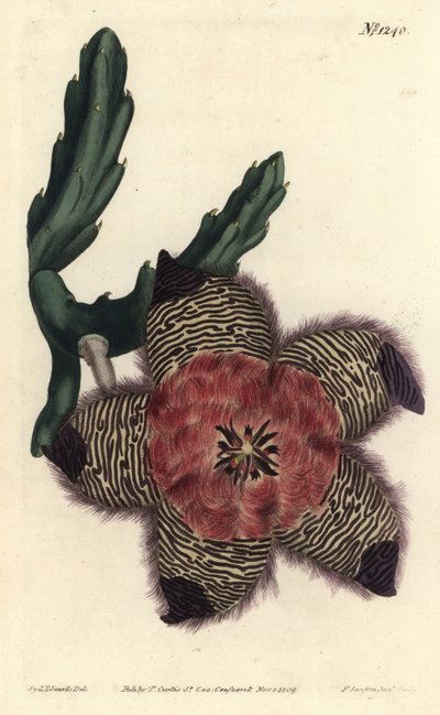 Yastıklı stapelia, Stapelia pulvinata. William Curtis