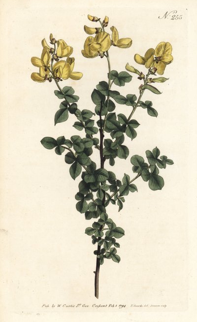 Cytisophyllum sessilifolium (Ortak cytisus, Cytisus sessilifolius). William Curtis