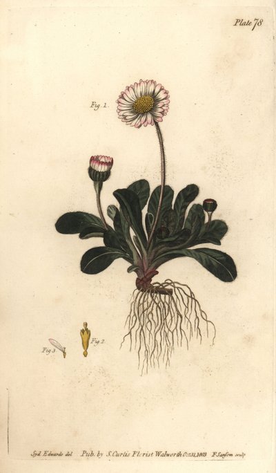 Daisy, Bellis perennis, Polygamia superflua. William Curtis