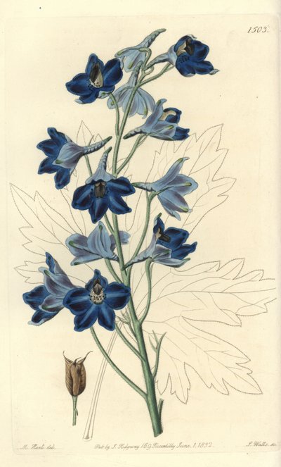 Dauphinelle veya Lark Foot - Shewy delphinium, Delphinium speciosum. Sydenham Edwards