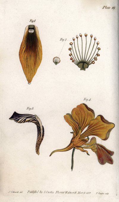 Fritillerin gövdesinin ve tepesinin ayrıntılı açıklaması. Renkli bakır gravür, Sydenham Edwards (1768-1819) tarafından Botanik Konferansları için illüstrasyon, Lambeth Botanik Bahçesi (İngiltere) by Sydenham Teast Edwards