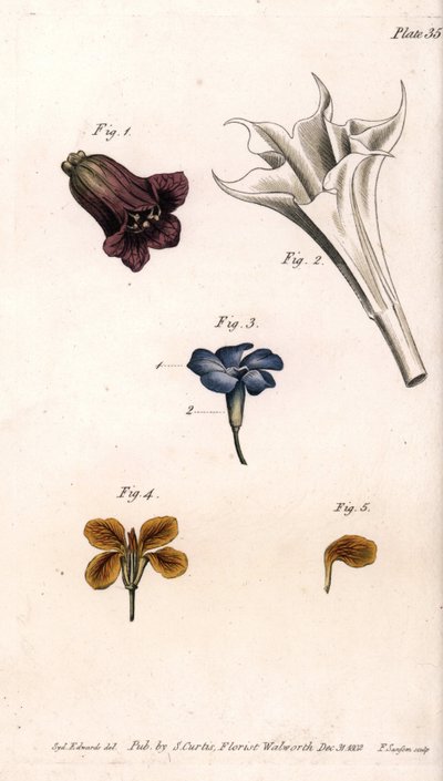 Farklı taçlar: belladonna, stramoine datura, büyük deniz salyangozu ve duvarların giroları. Renkli bakır gravür, Sydenham Edwards (1768-1819) tarafından Botanik Konferansları için illüstrasyon, Lambeth Botanik Bahçesi (İngiltere) by Sydenham Teast Edwards
