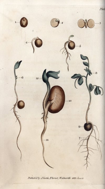 Bezelye tohumu ve fasulyenin farklı çimlenme adımları. Renkli bakır gravür, Sydenham Edwards (1768-1819) tarafından Botanik Konferansları için illüstrasyon, Lambeth Botanik Bahçesi (İngiltere) by Sydenham Teast Edwards