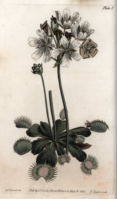 Dionee sinek veya kurt tuzağı yakalar. Renkli bakır gravür, Sydenham Edwards (1768-1819) tarafından Botanik Konferansları için illüstrasyon, Lambeth Botanik Bahçesi (İngiltere) by Sydenham Teast Edwards