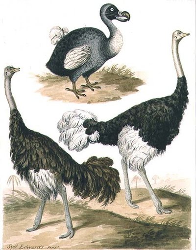 Dodo ve Devekuşu (suluboya) by Sydenham Teast Edwards