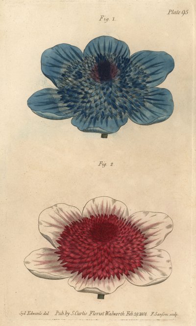 Çift mavi anemon ve çift anemon çeşitleri, Anemone coronaria. Lambeth