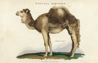 Tek hörgüçlü - Arap, tek hörgüçlü veya tek hörgüçlü deve, Camelus dromedarius. John Mason Good