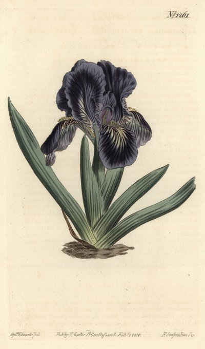 Cüce İris - İris x binata (Mor-mavi cüce bayrağı, İris pumila var. violacea). William Curtis