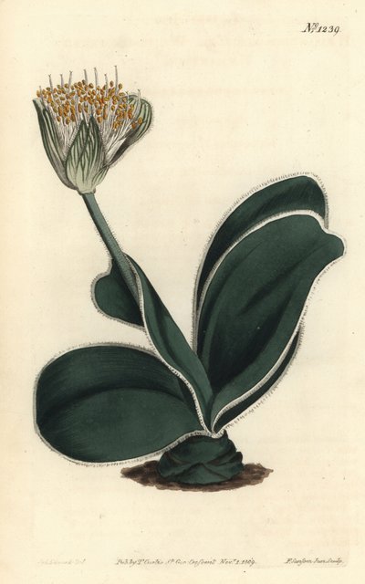 Fil Kulağı - Beyaz çiçekli haemanthus, Haemanthus albiflos. William Curtis
