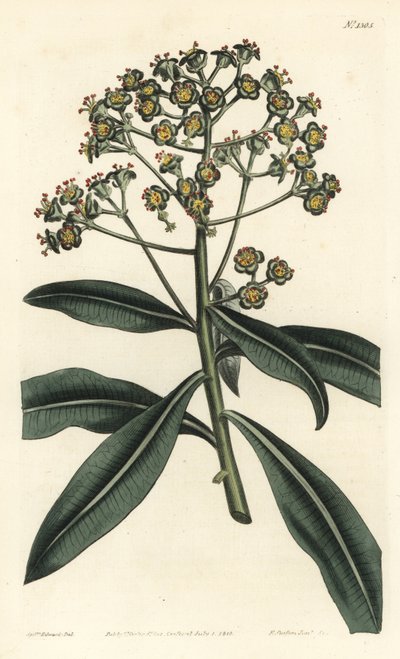 Euphorbe mellifere - Bal sütleğen veya bal taşıyan sütleğen, Euphorbia mellifera. William Curtis