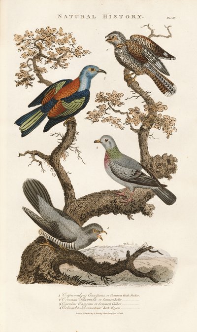  by Sydenham Teast Edwards