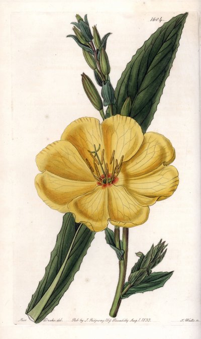 Büyük çiçekli çuha çiçeği - S.Watts tarafından oyulmuş tahta, Sarah Anne Drake (1803-1857), Sydenham Edwards Botanik Kaydı