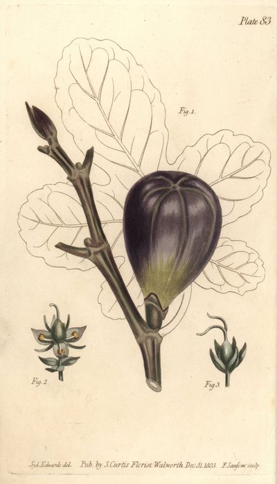 İncir, Ficus carica, Trioecia ile hermafrodit, erkek 2 ve dişi 3 çiçekler ayrı ayrı büyüyor. William Curtis