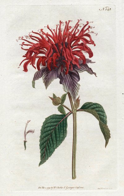 Fistül Monarde - William Curtis